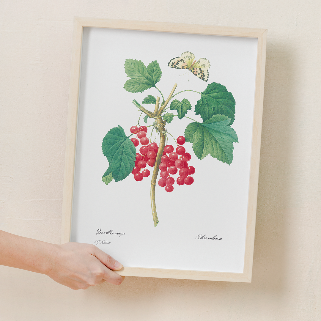 Red Currant By Pierre-Joseph Redouté - Art Print