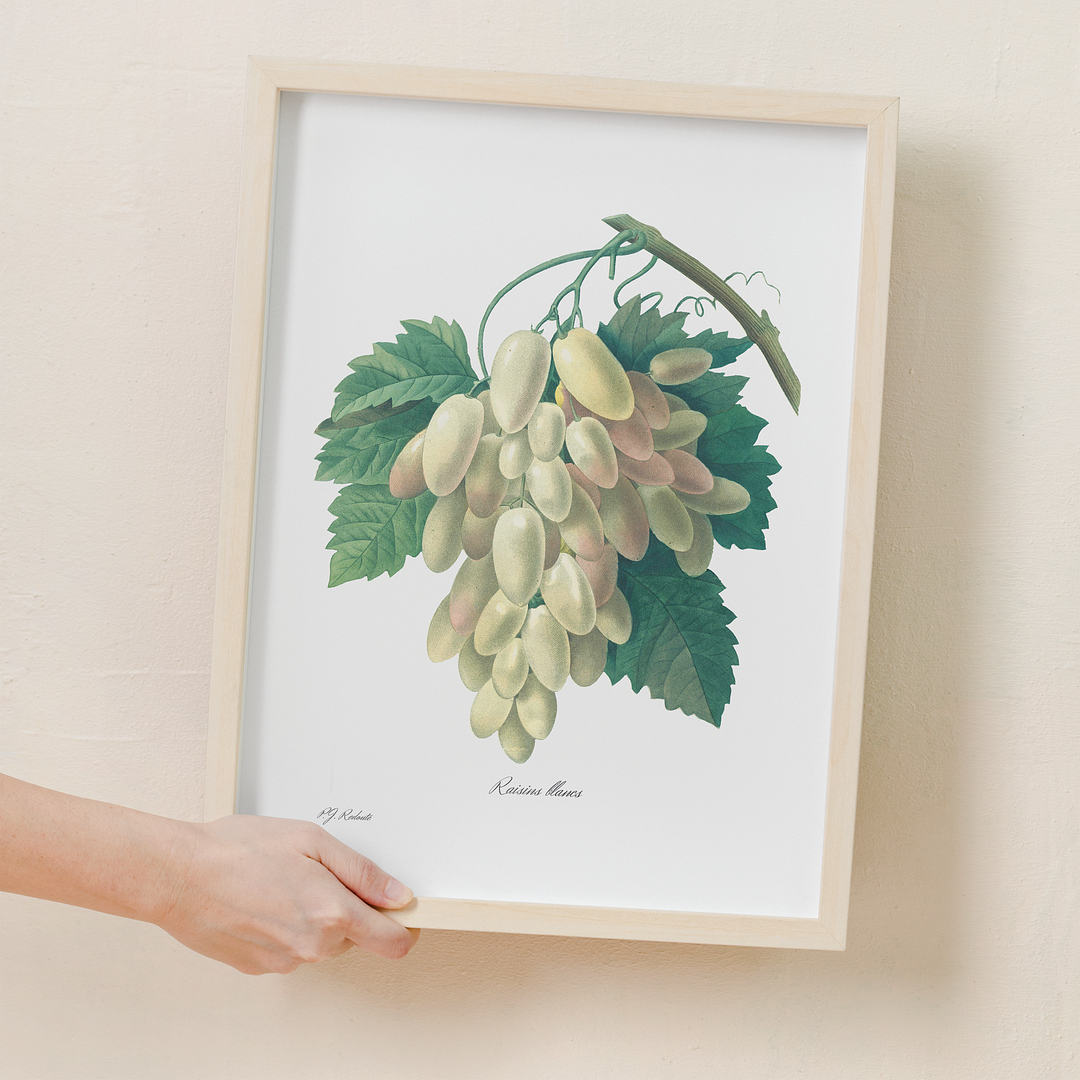 White Grape By Pierre-Joseph Redouté - Art Print