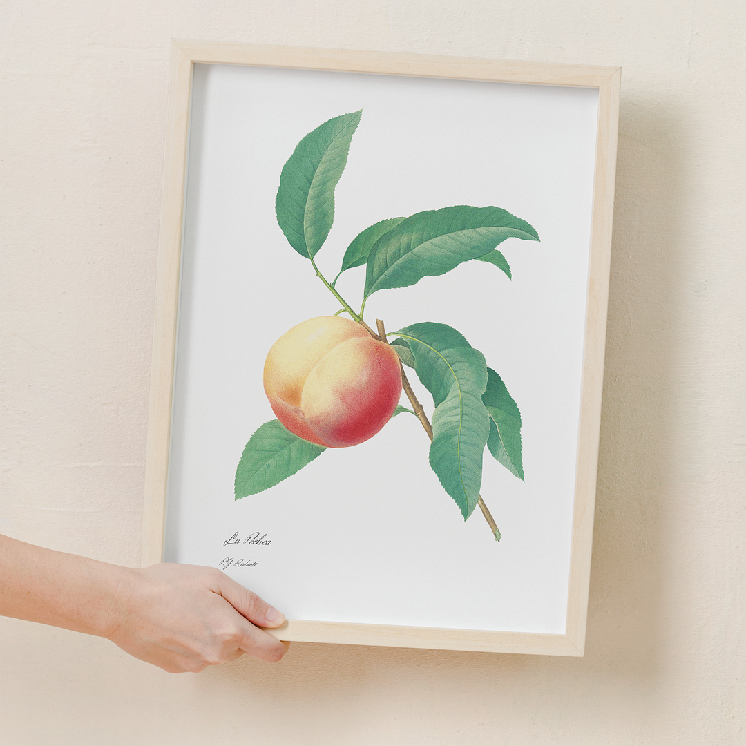 Peach fruit on a branch By Pierre-Joseph Redouté - Art Print