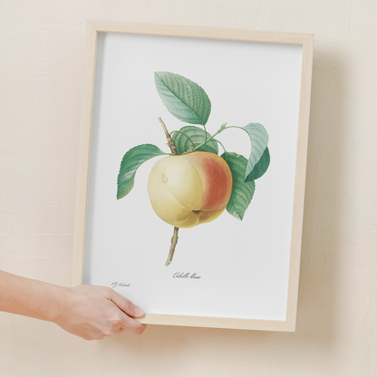 Apple by Pierre-Joseph Redouté - Art Print