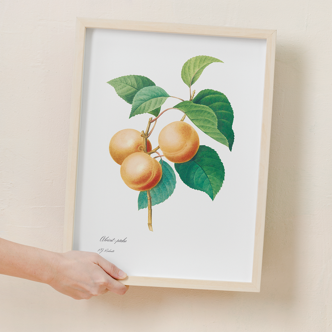 Peaches by Pierre-Joseph Redouté - Art Print