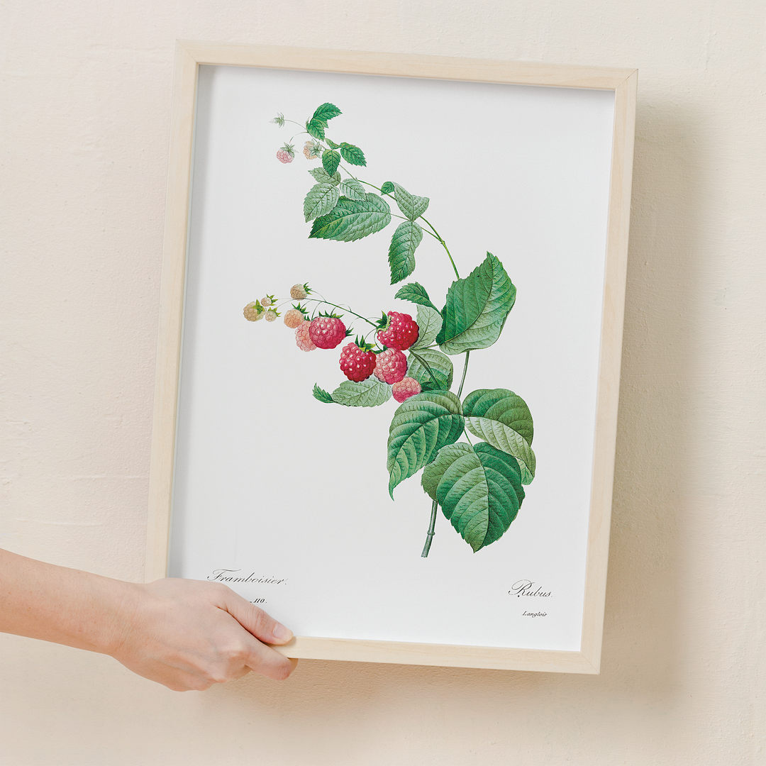 Raspberry by Pierre-Joseph Redouté - Art Print