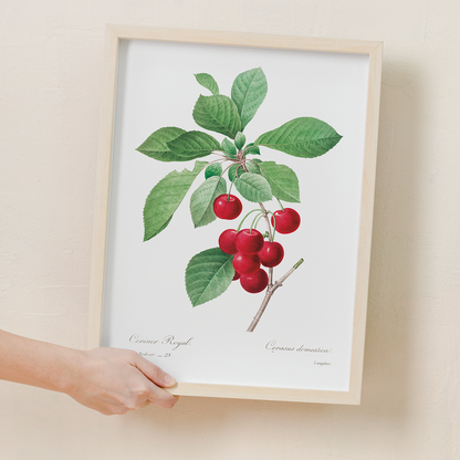 Red cherry by Pierre-Joseph Redouté - Art Print