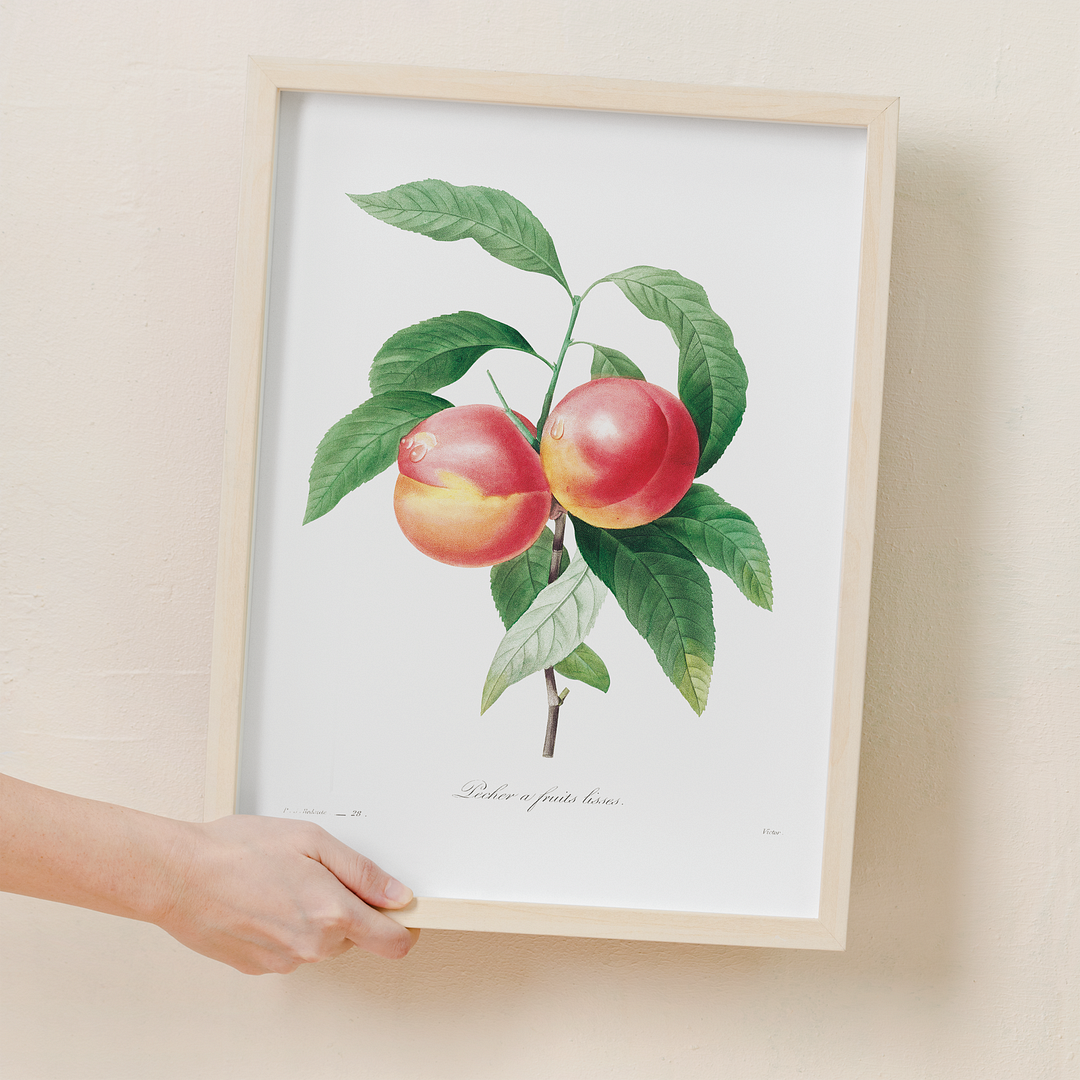 Peaches on a branch By Pierre-Joseph Redouté - Art Print