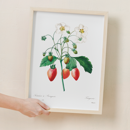 Strawberry by Pierre-Joseph Redouté - Art Print