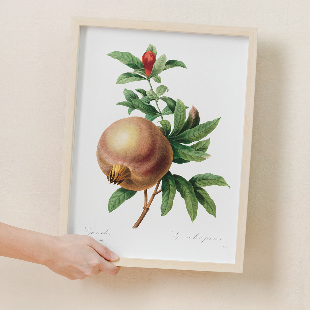 Pomegranate By Pierre-Joseph Redouté - Art Print