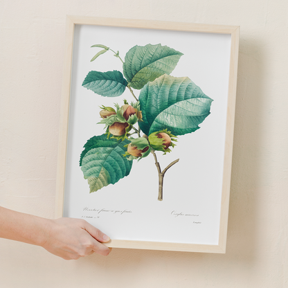 Hazelnut by Pierre-Joseph Redouté - Art Print