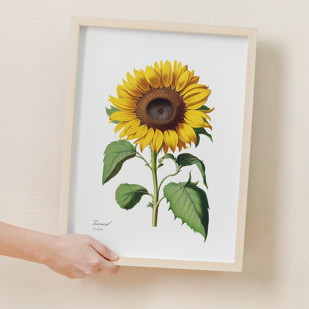 Sunflower - Art Print