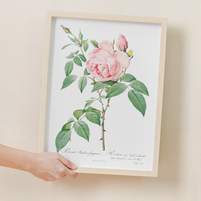 Fragrant Rosebush from Les Roses By Pierre-Joseph Redouté - Art Print