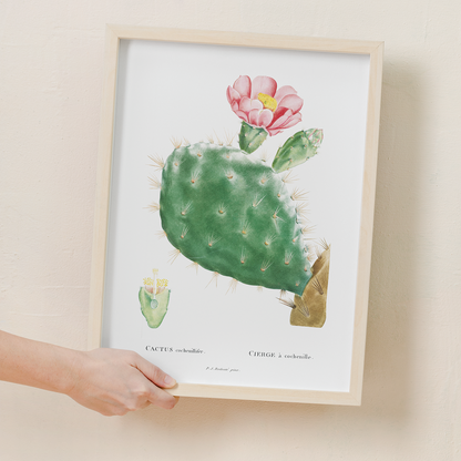 Cactus Cochenillifer By Pierre-Joseph Redouté. - Art Print