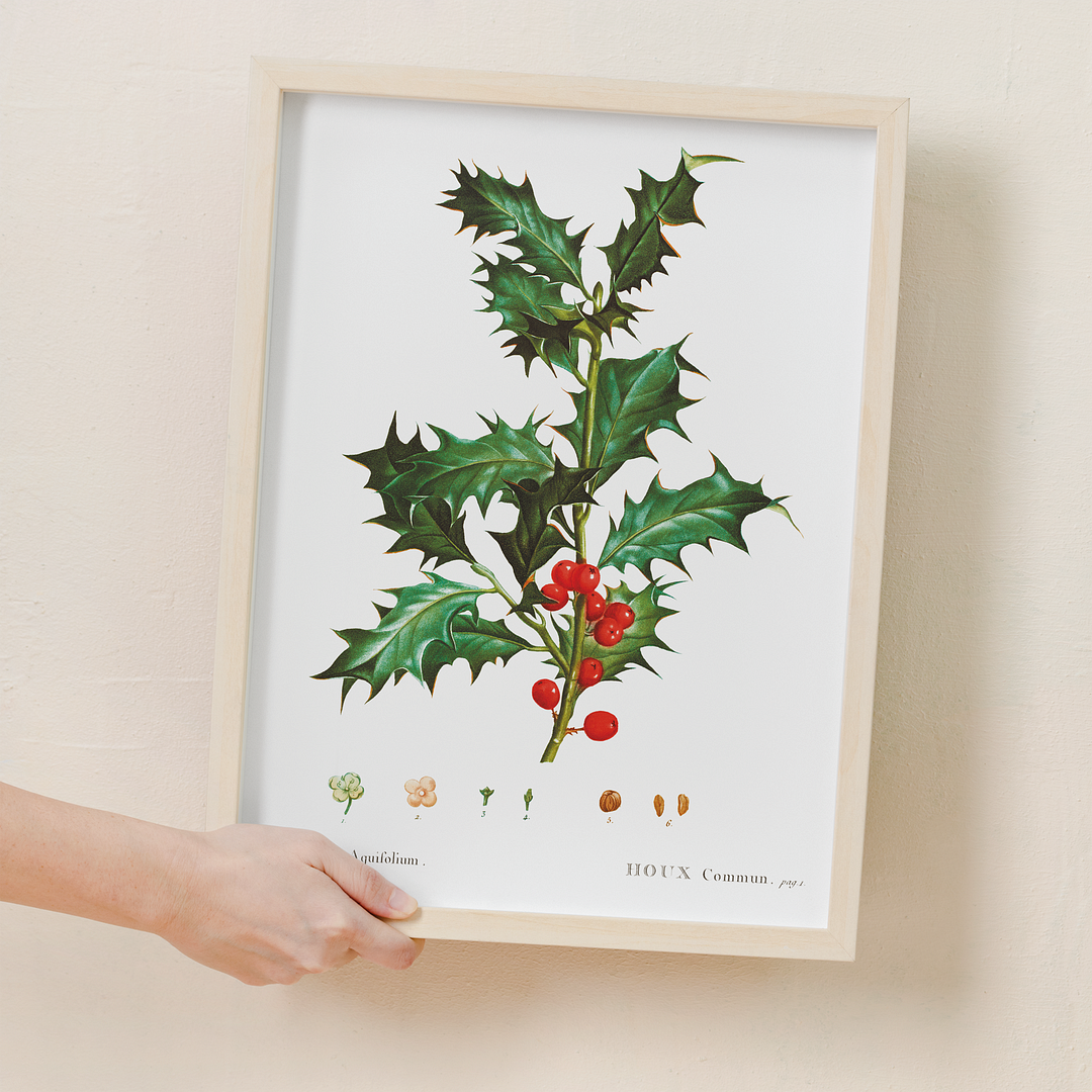 Common Holly By Pierre-Joseph Redouté - Art Print