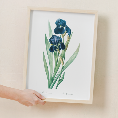 German Iris By Pierre-Joseph Redouté. - Art Print