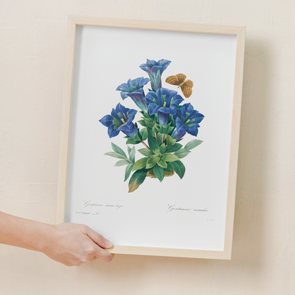 Gentiana Acaulis By Pierre-Joseph Redouté - Art Print