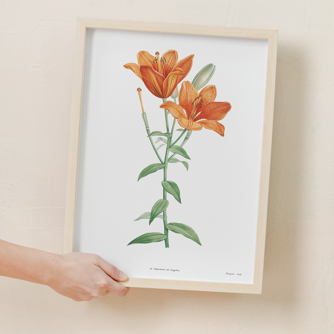 Orange bulbous lily By Pierre-Joseph Redouté - Art Print