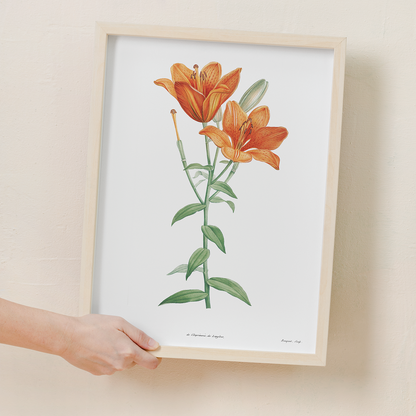 Orange bulbous lily By Pierre-Joseph Redouté - Art Print