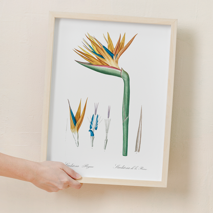 Bird of paradise By Pierre-Joseph Redouté. - Art Print