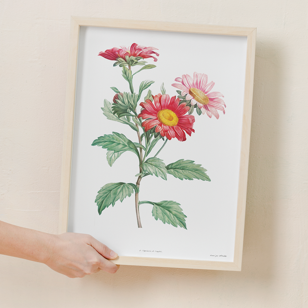 Red aster By Pierre-Joseph Redouté - Art Print