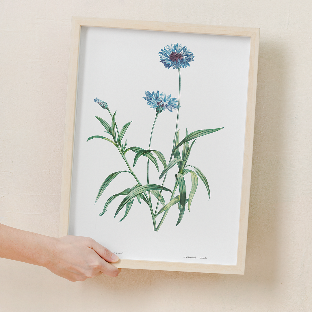 Blue flower By Pierre-Joseph Redouté - Art Print