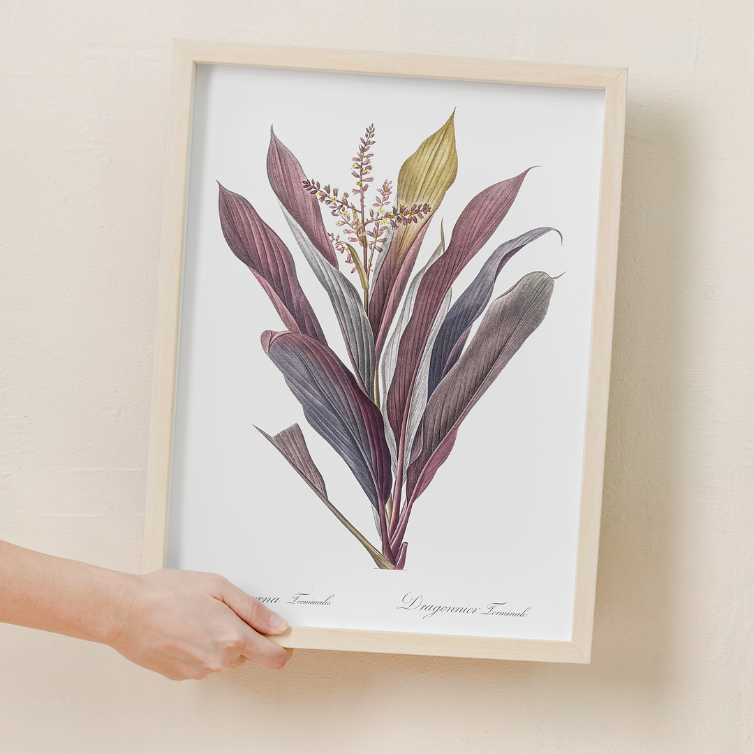 Cordyline fruticosa By Pierre-Joseph Redouté - Art Print