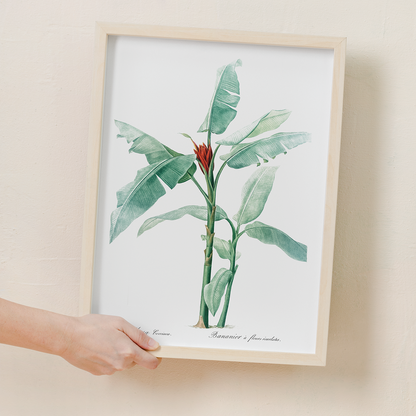 Scarlet banana By Pierre-Joseph Redouté - Art Print