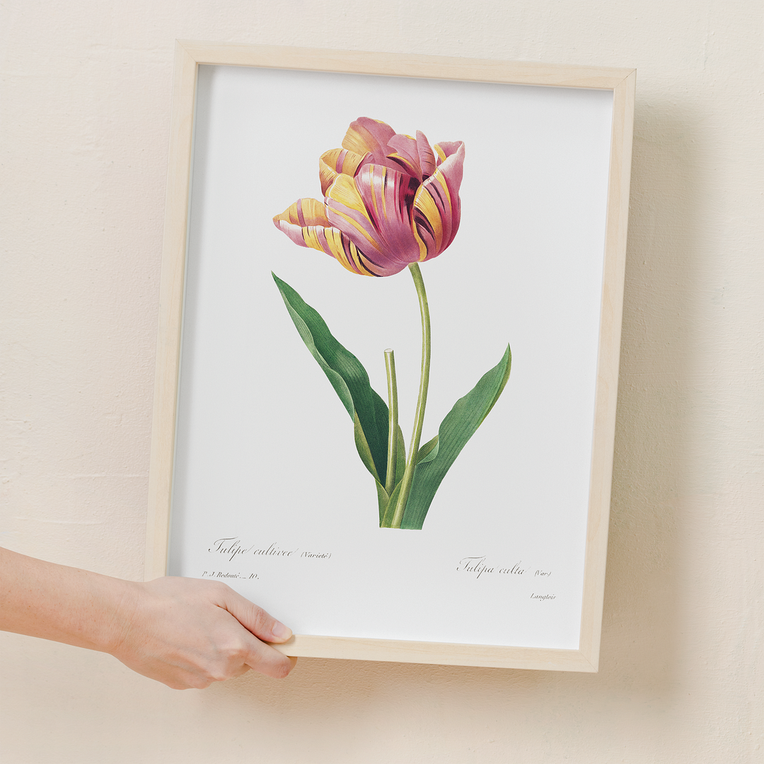 Tulip by Pierre-Joseph Redouté - Art Print