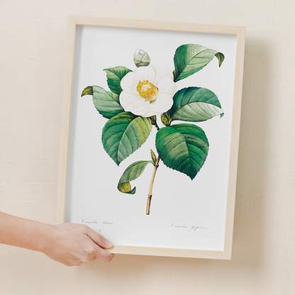 White Japanese camellia By Pierre-Joseph Redouté - Art Print