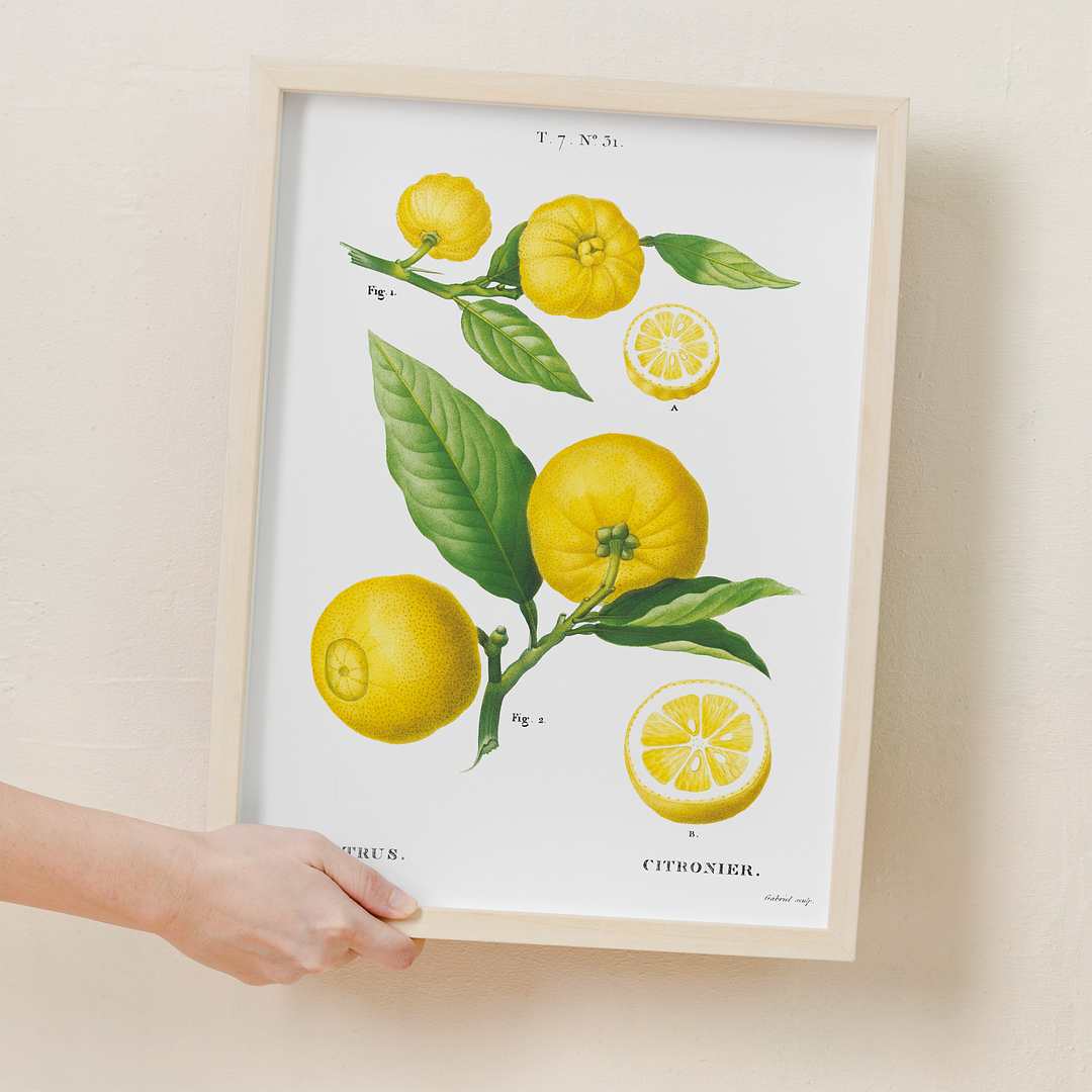 Clusters of citrus By Pierre-Joseph Redouté - Art Print