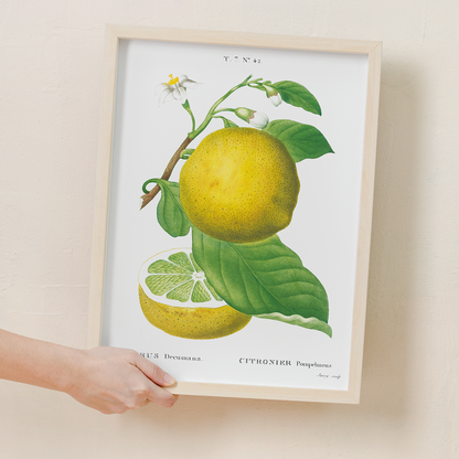 Grapefruit By Pierre-Joseph Redouté - Art Print