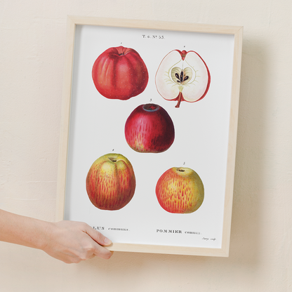 Apples by Pierre-Joseph Redouté - Art Print