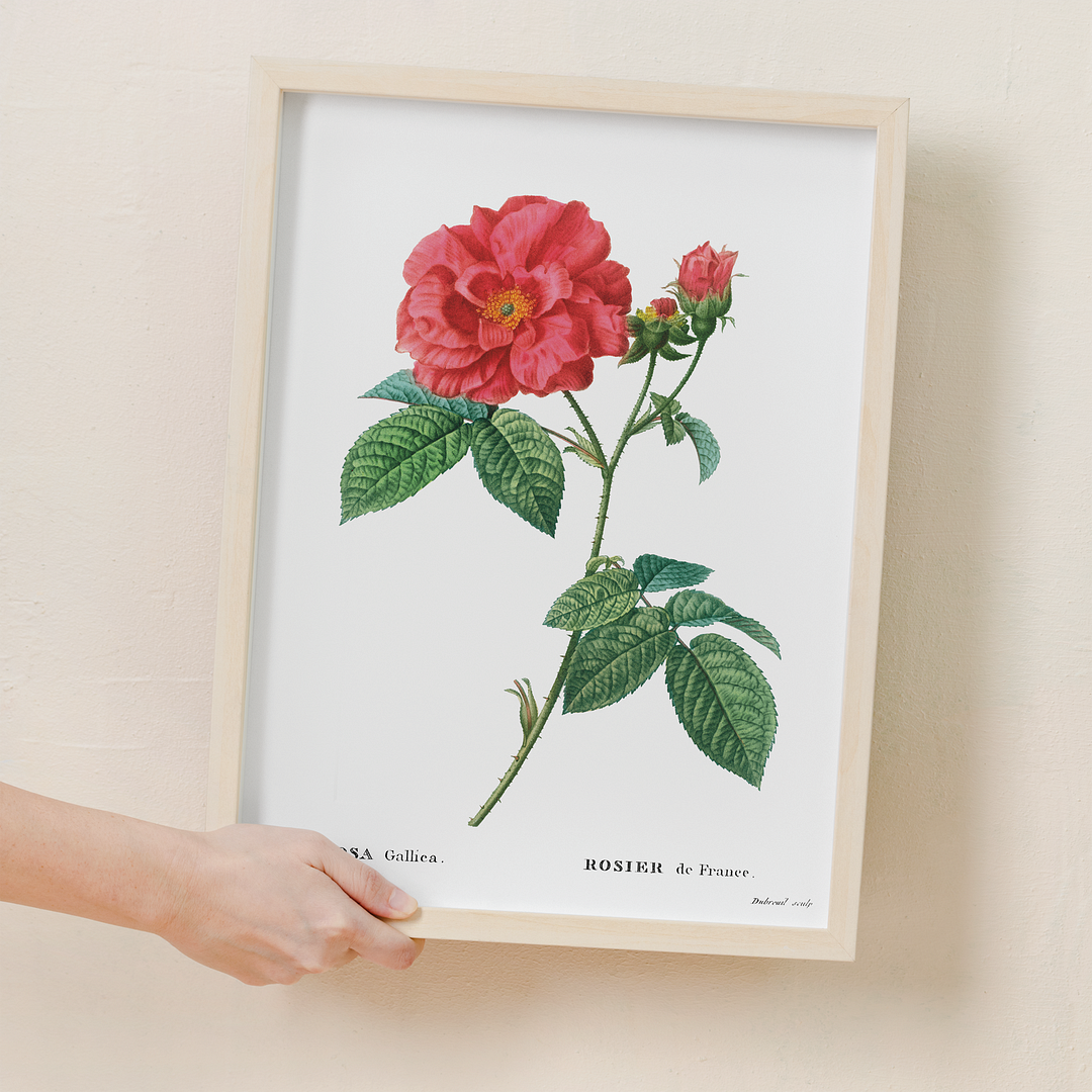 French rose By Pierre-Joseph Redouté - Art Print