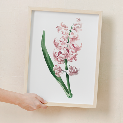 Pink Hyacinth By Pierre-Joseph Redouté - Art Print