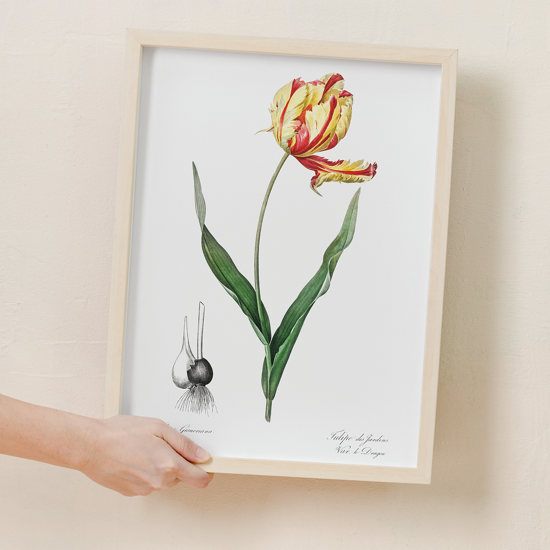 Didier's tulip By Pierre-Joseph Redouté - Art Print