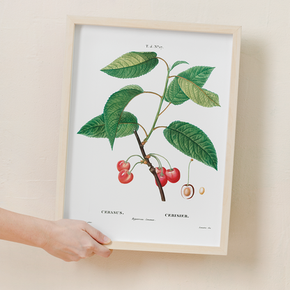 Cherry  By Pierre-Joseph Redouté - Art Print