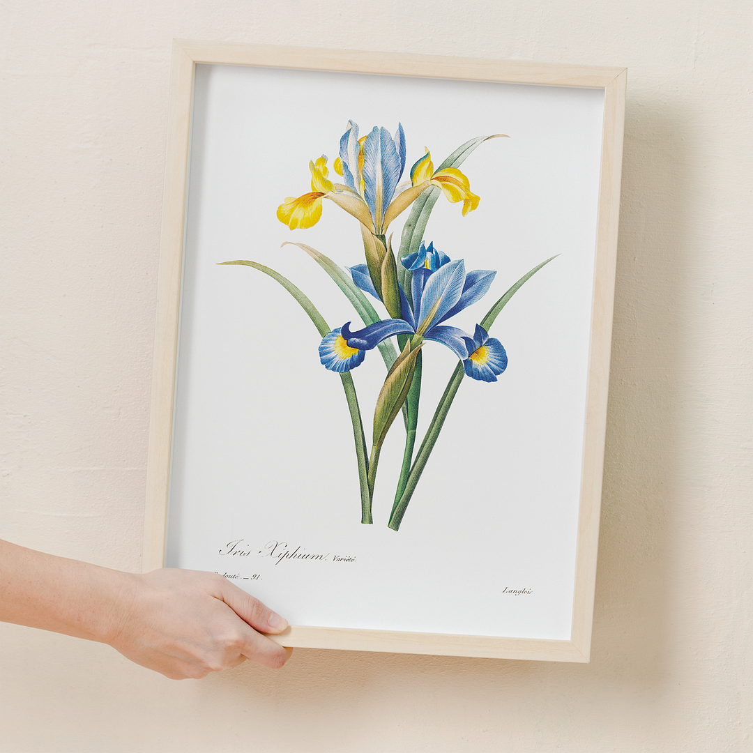 Spanish iris By Pierre-Joseph Redouté - Art Print