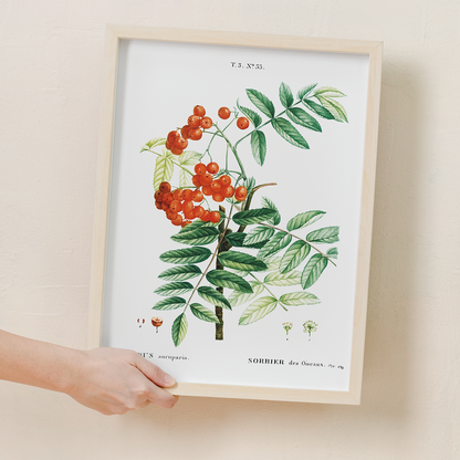 Mountain ash By Pierre-Joseph Redouté - Art Print