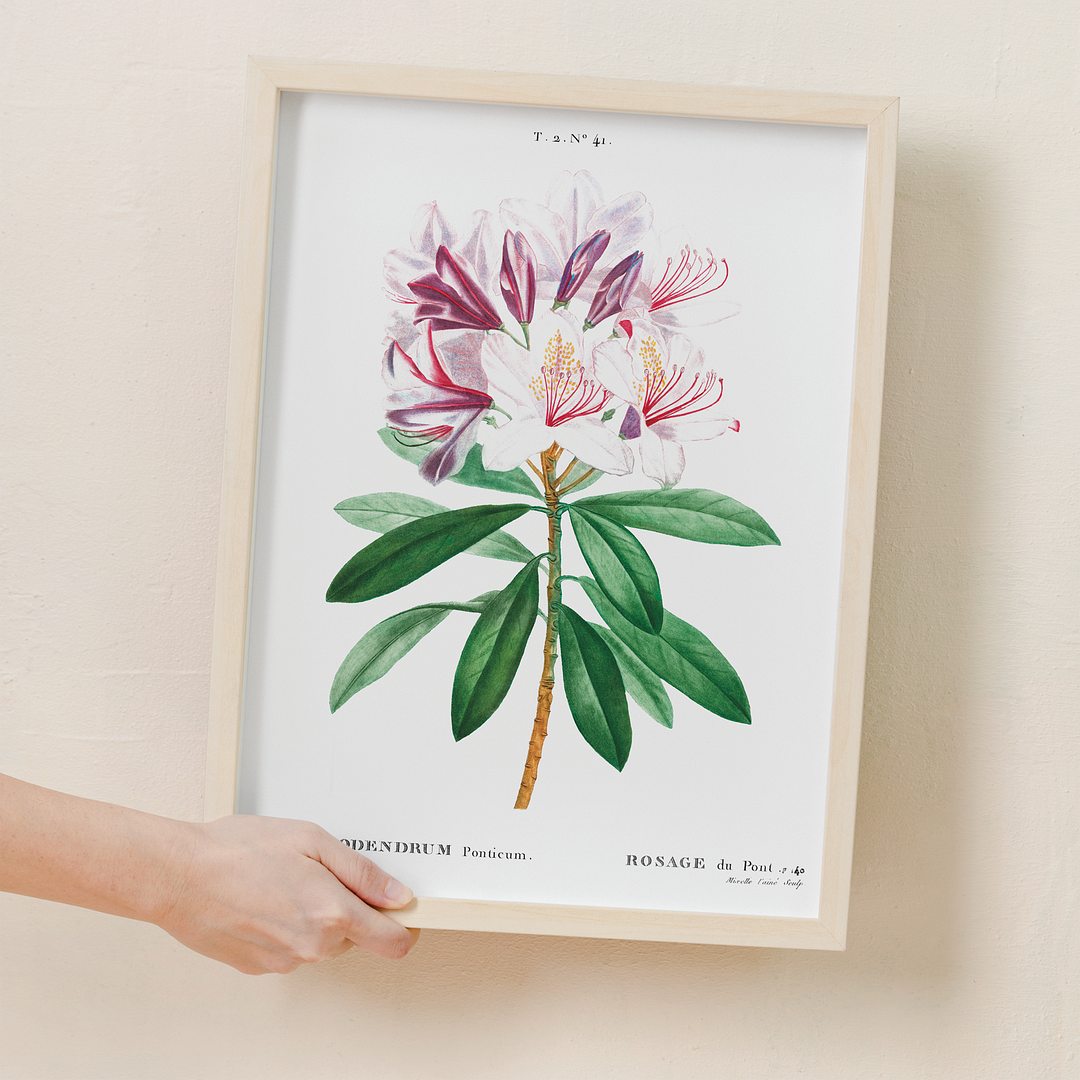 Rhododendron ponticum By Pierre-Joseph Redouté - Art Print