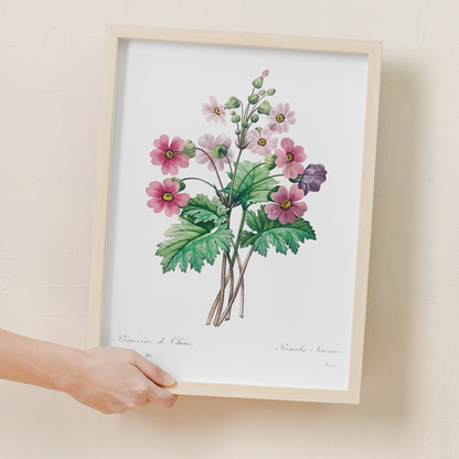 The Chinese primrose By Pierre-Joseph Redouté - Art Print