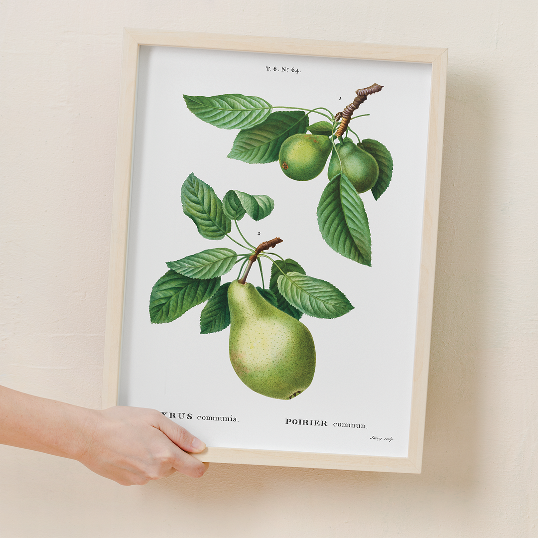 Pear By Pierre-Joseph Redouté - Art Print