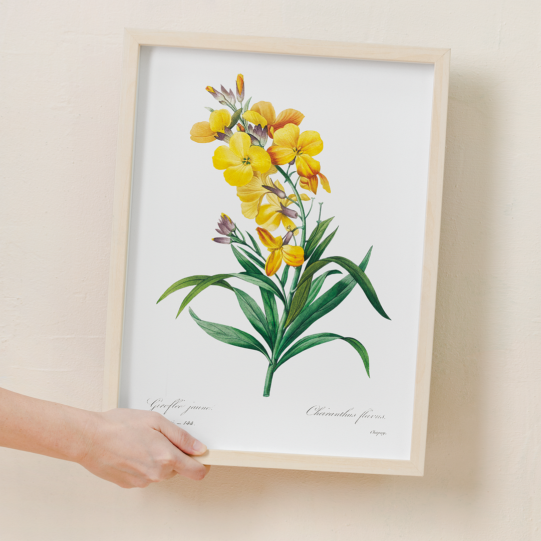 Wallflower By Pierre-Joseph Redouté - Art Print