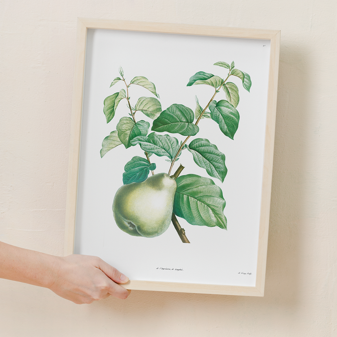 Pear fruit By Pierre-Joseph Redouté - Art Print