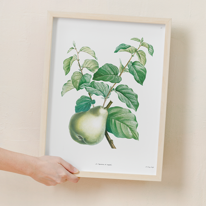 Pear fruit By Pierre-Joseph Redouté - Art Print