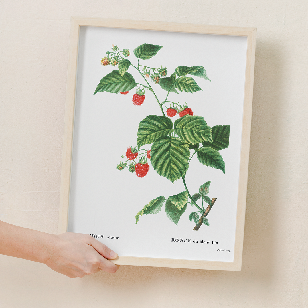 European Raspberry By Pierre-Joseph Redouté - Art Print