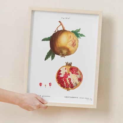 Pomegranate By Pierre-Joseph Redouté - Art Print