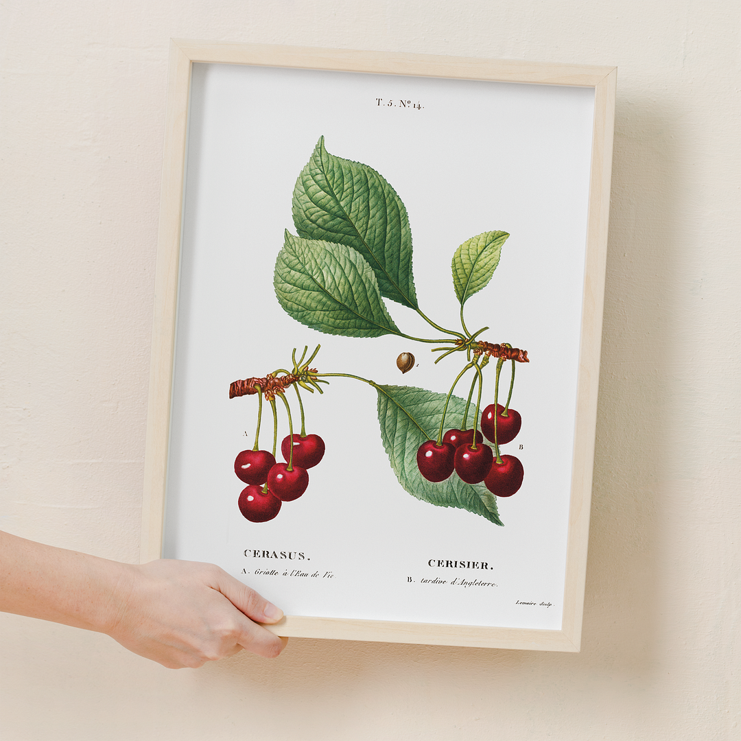 Cherry II By Pierre-Joseph Redouté - Art Print