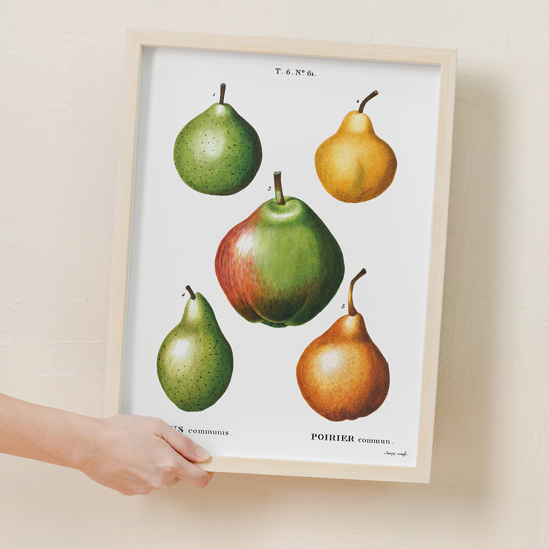 Pears By Pierre-Joseph Redouté - Art Print