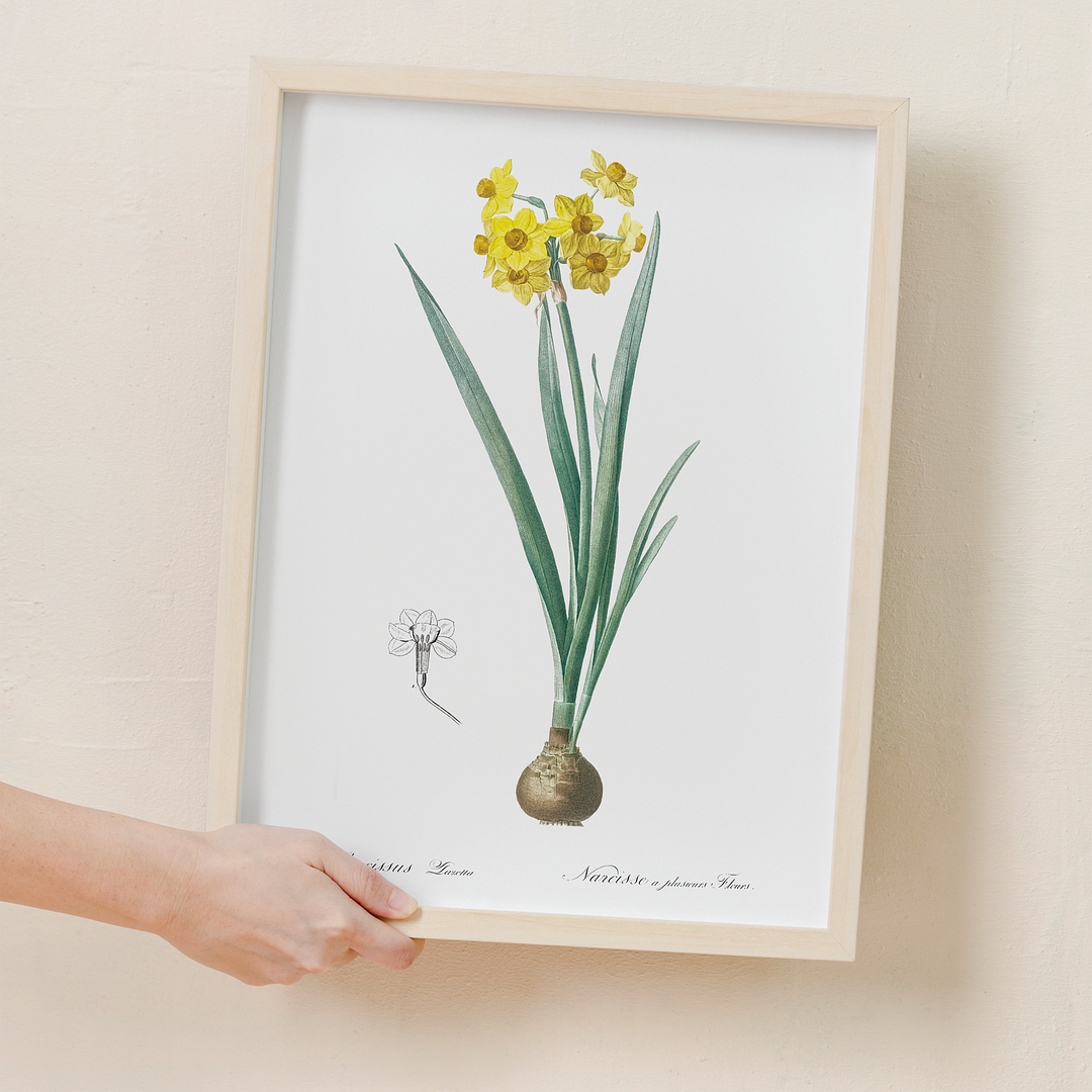 Daffodil  By Pierre-Joseph Redouté - Art Print