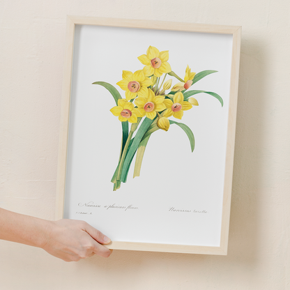 Chinese sacred lily By Pierre-Joseph Redouté - Art Print