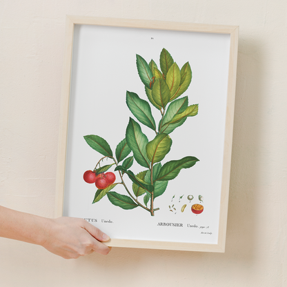 Strawberry tree By Pierre-Joseph Redouté - Art Print