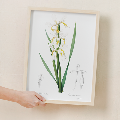 Gold-banded Iris By Pierre-Joseph Redouté - Art Print