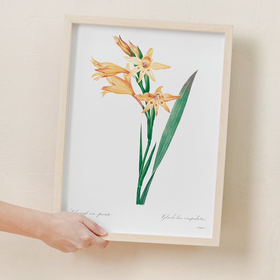 Gladiolus By Pierre-Joseph Redouté - Art Print